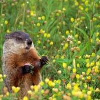 Buy Groundhog Repellent image 1